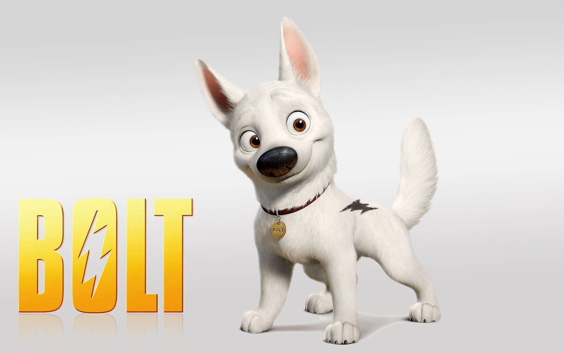 Dog Bolt White Poster Background