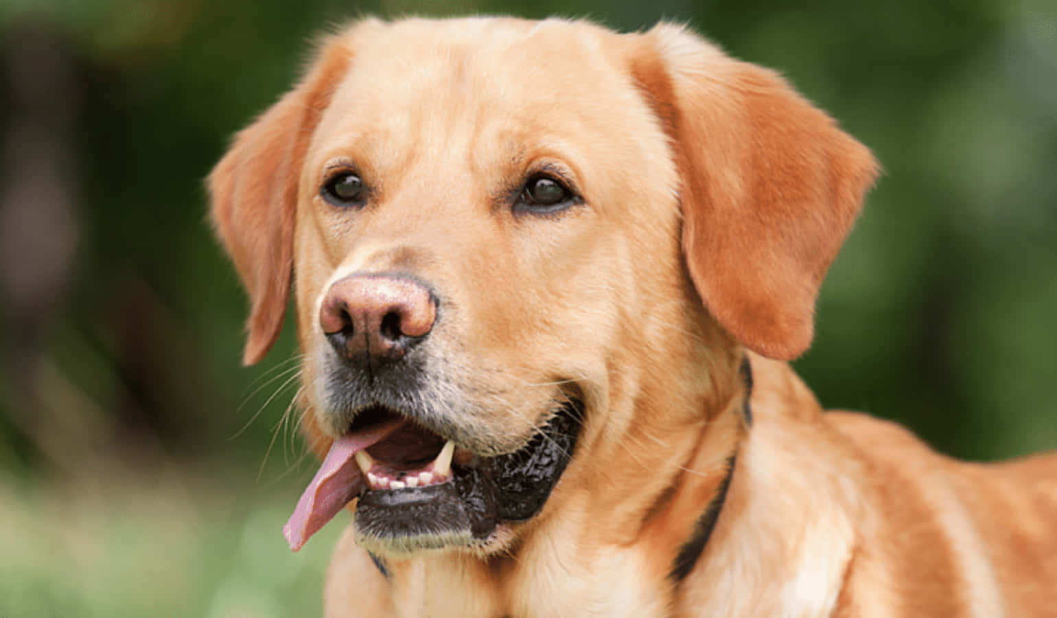 Labrador Retriever Dog Breed Close-up Picture