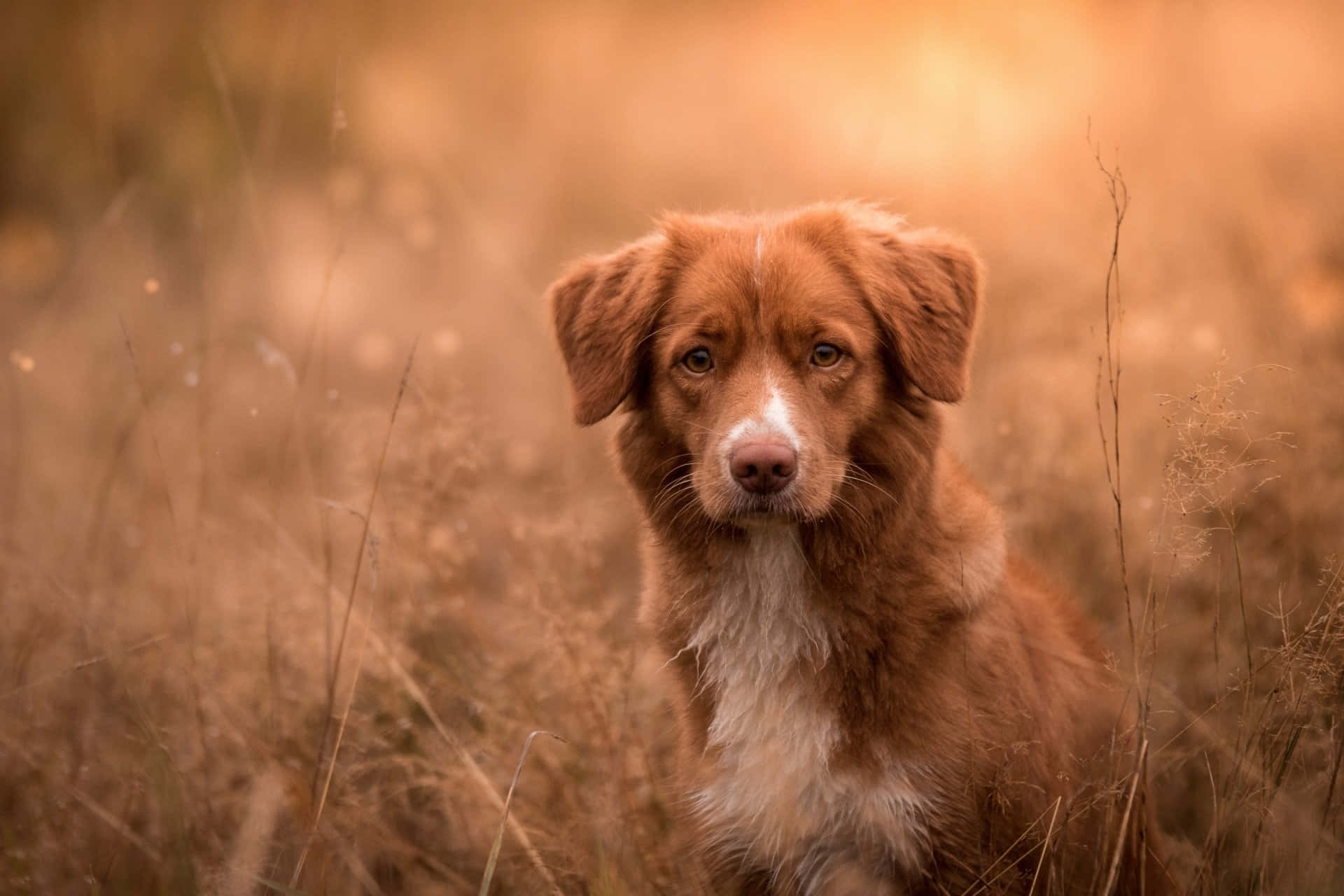 Duck Tolling Retriever Dog breed Picture