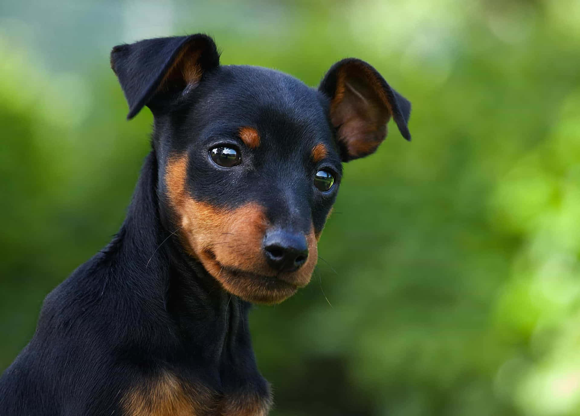Miniature Pinscher Dog Breed Picture