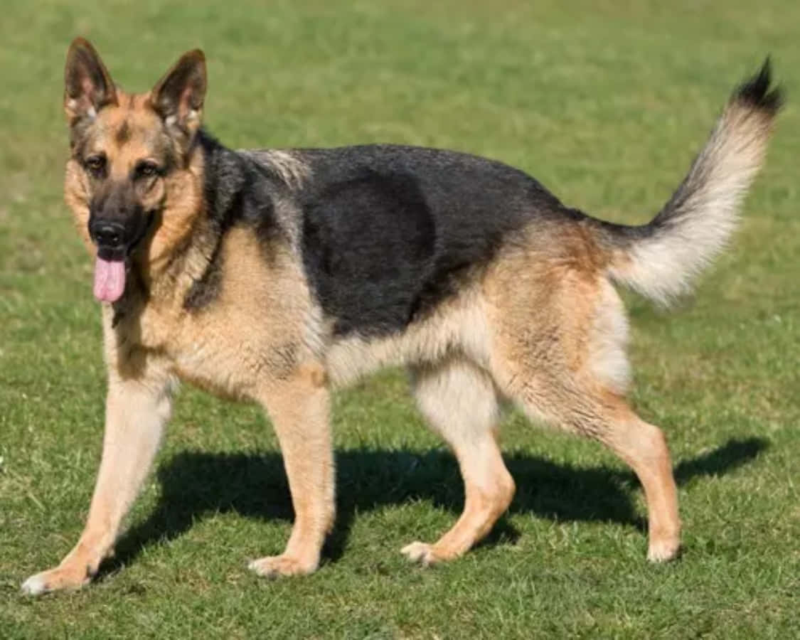 Bilde av den tyske schæferhund rasen vegg tapet