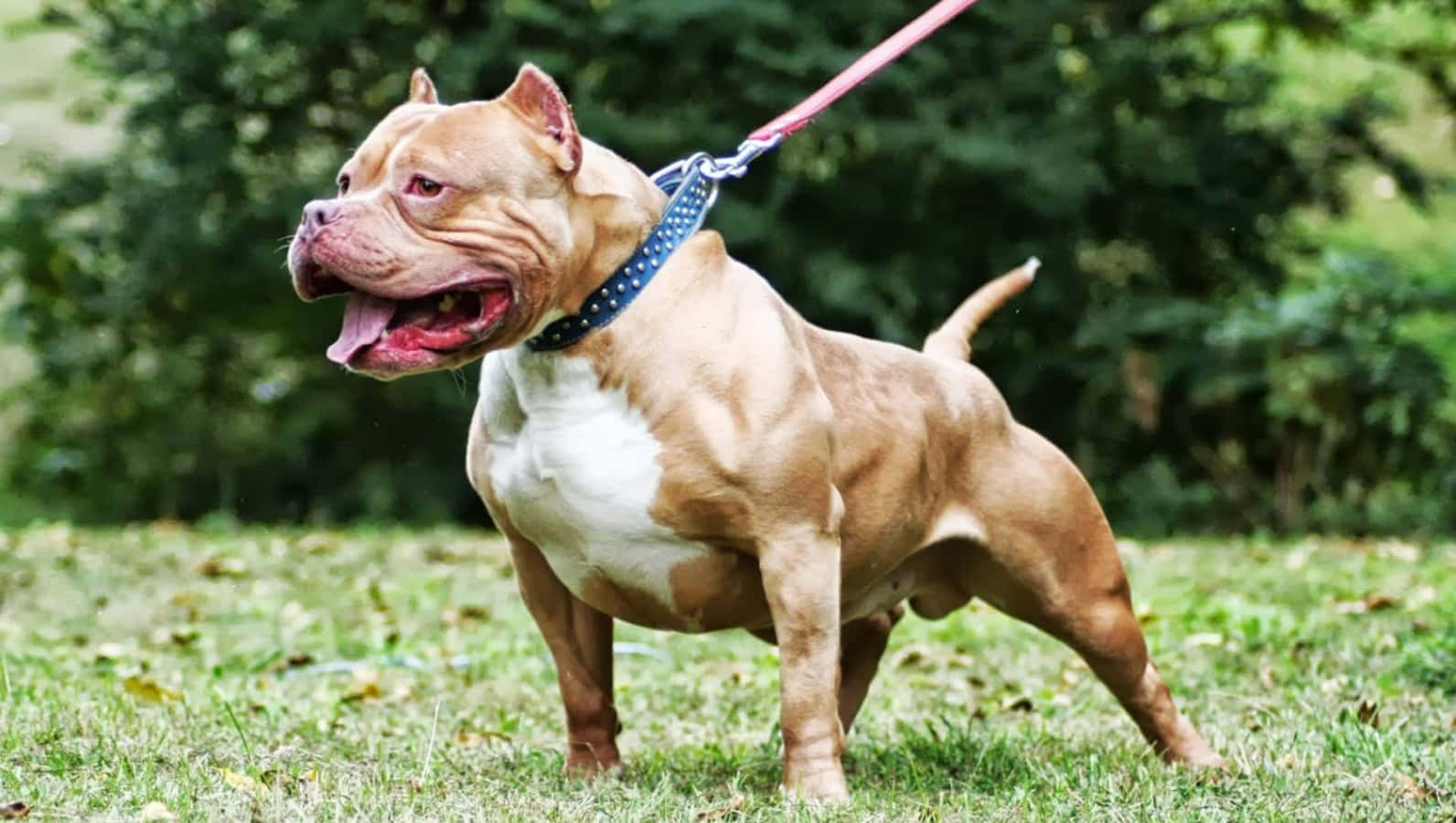American Bully Dog Breed With Leash Picture