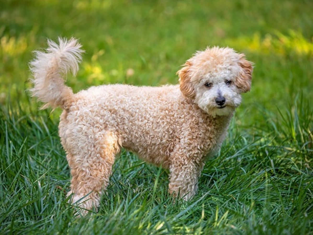 Brown Poochon Dog Breed Picture