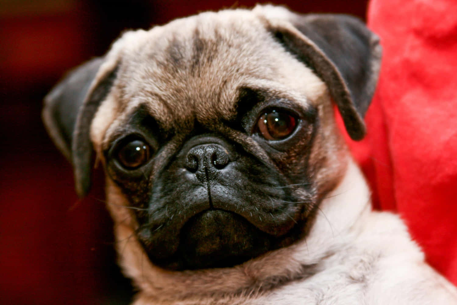 Puppy Pug Dog Breed Picture