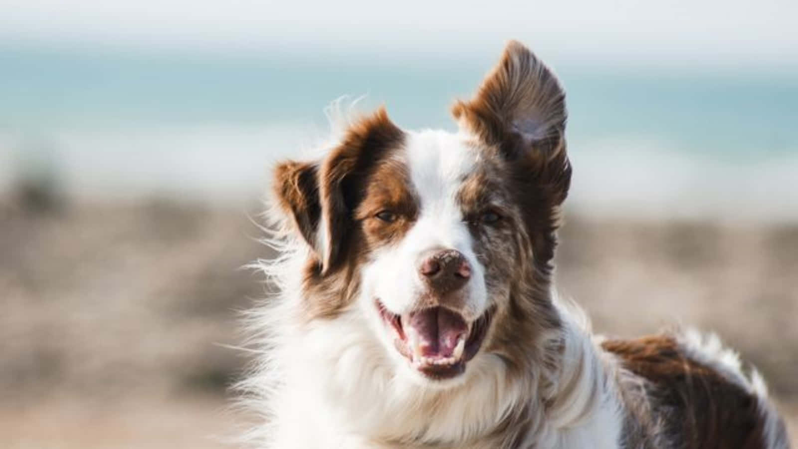 Australisk Schæferhund Racebillede Hintergrundbild
