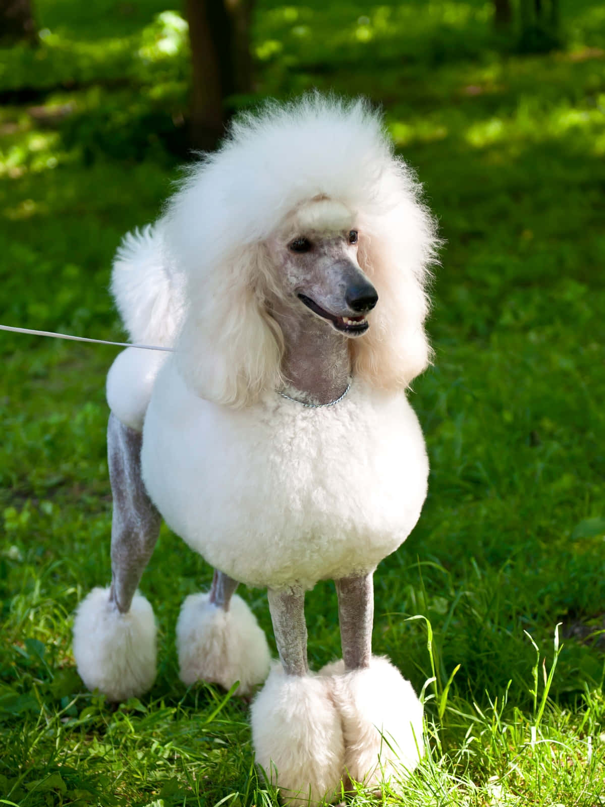 Standard Poodle Dog Breed Picture