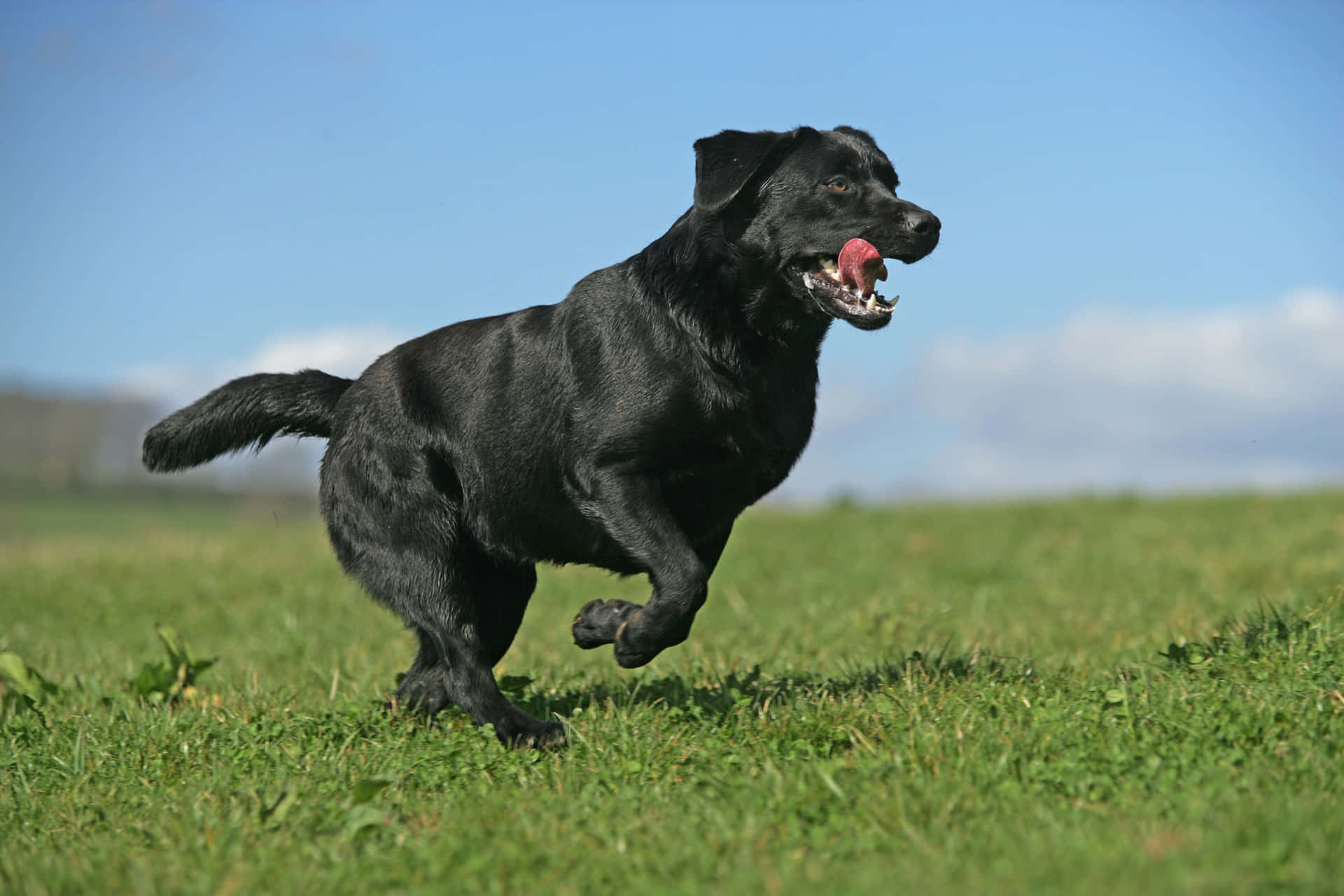 Labrador Retriever Hunde Race Billede Tapet