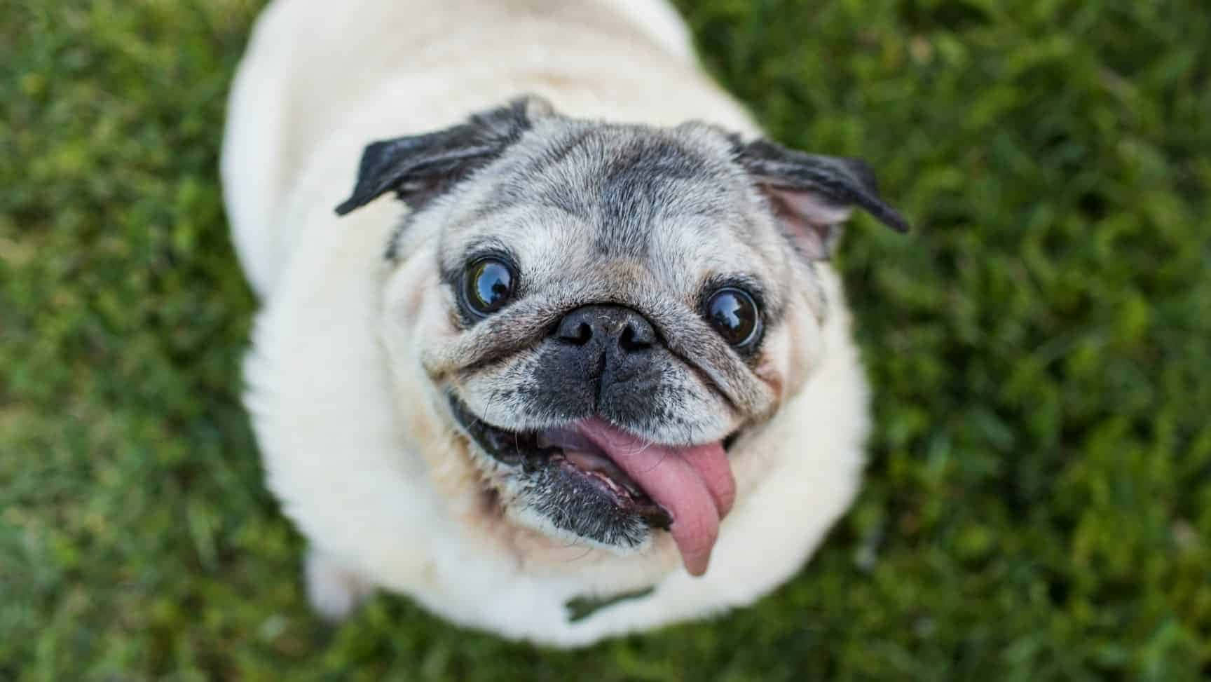 Bildeines Pug-hundes Mit Herausgestreckter Zunge