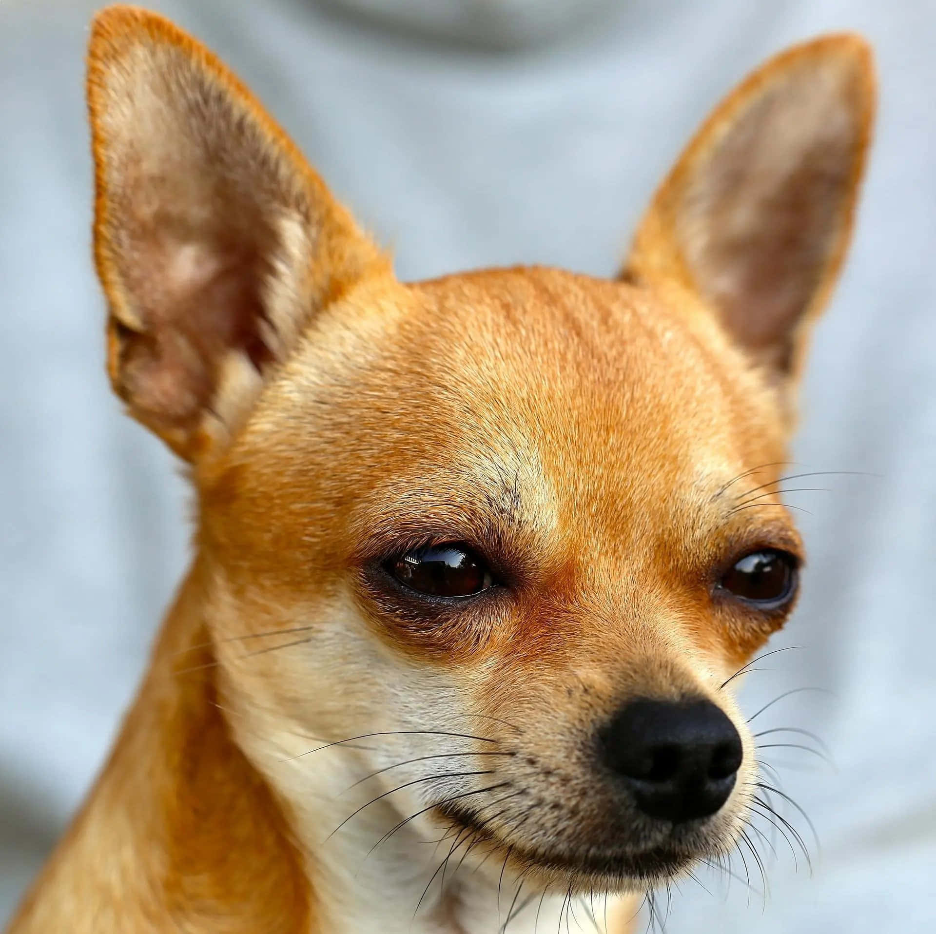 Bildeiner Braunen Chihuahua-hunderasse