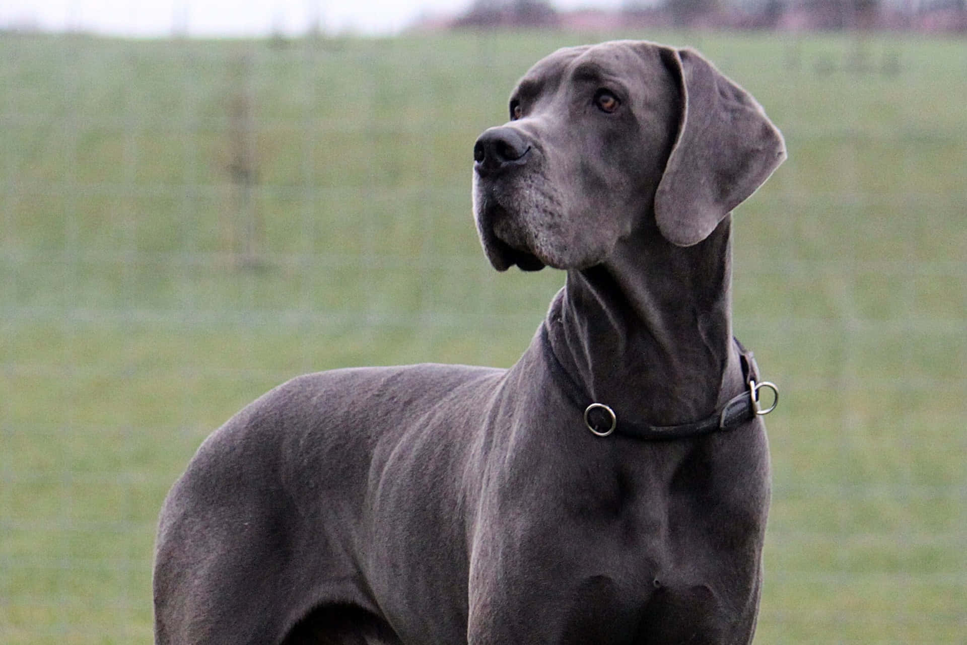 Black Great Dane Dog Breed Picture