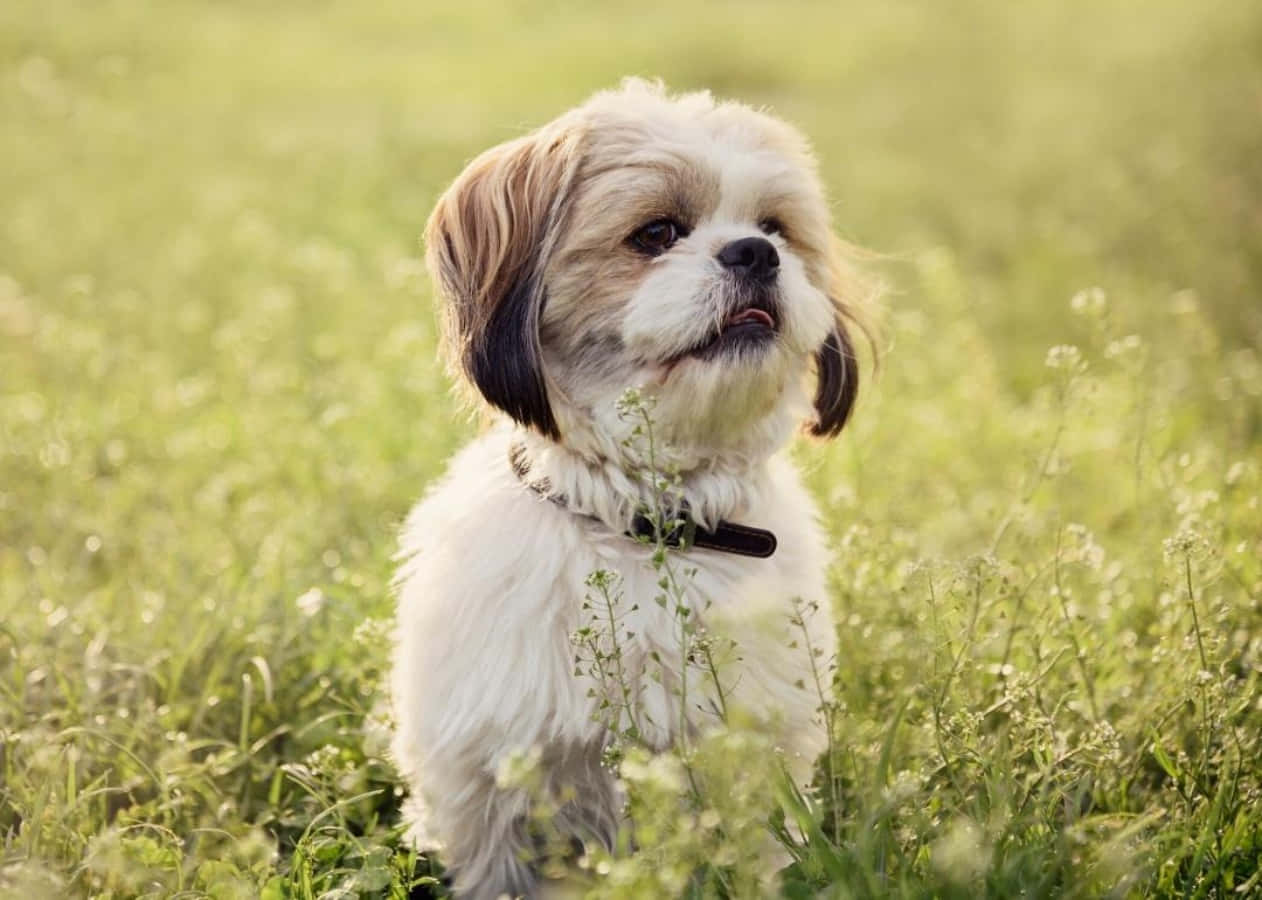 Shih Tzu Dog Breed With Collar Picture