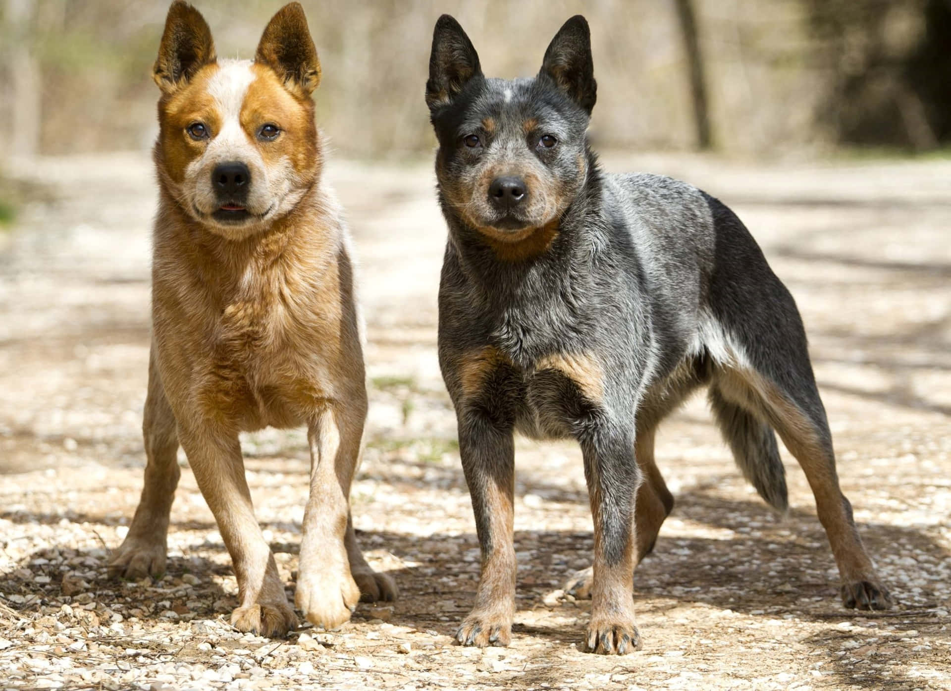 Australian Cattle Dog Breed Picture