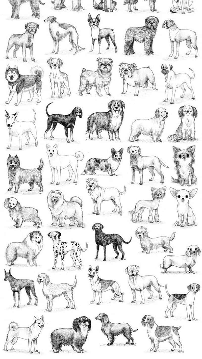Dog Breeds Table Sketch Wallpaper