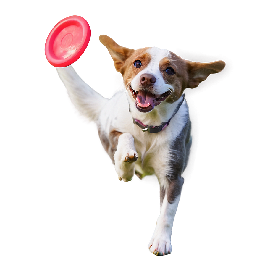 Dog Catching Frisbee Png 05232024 PNG