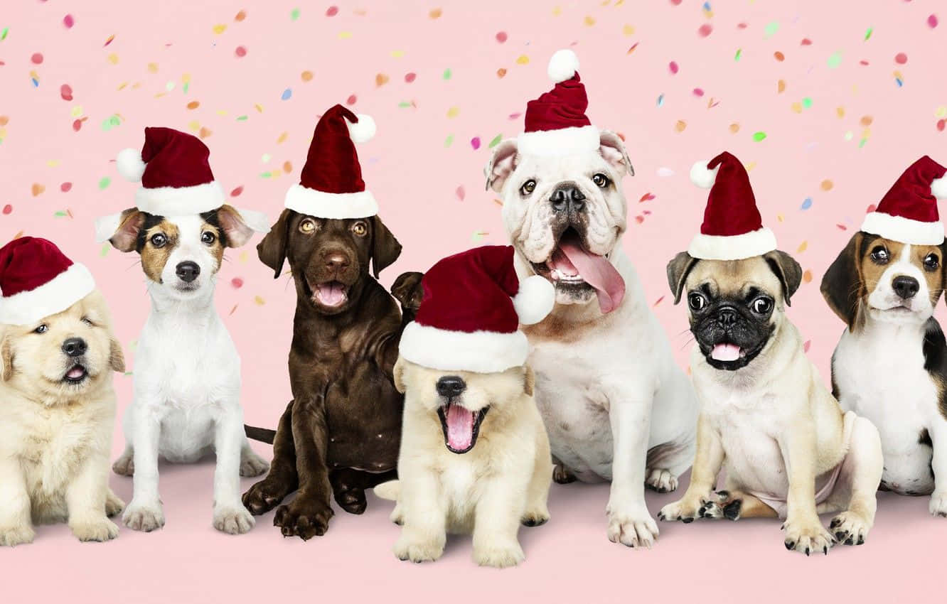 Fotosde Cachorrinhos De Natal Usando Chapéus De Papai Noel