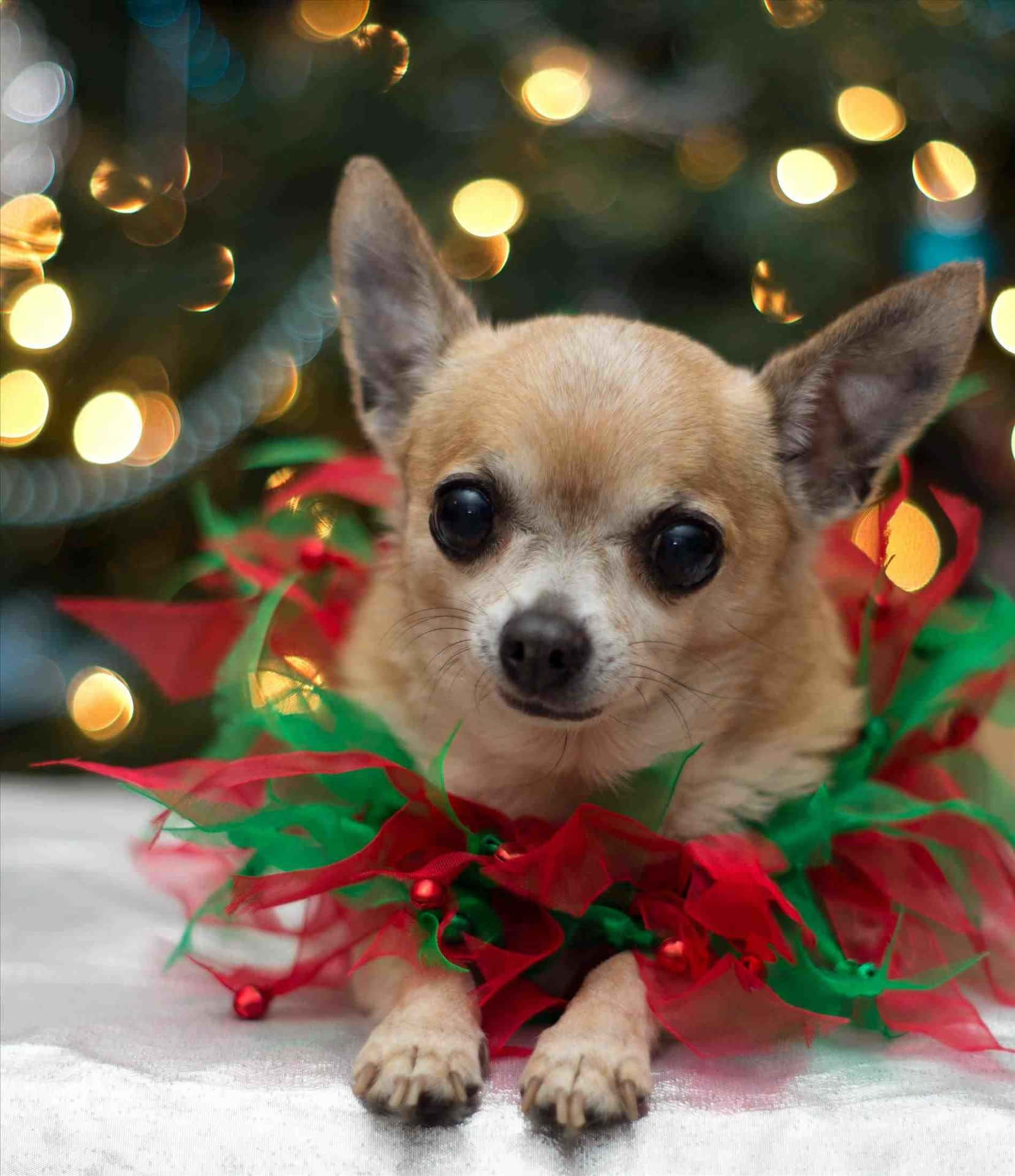 Dog Christmas Chihuahua Tutu Costume Pictures