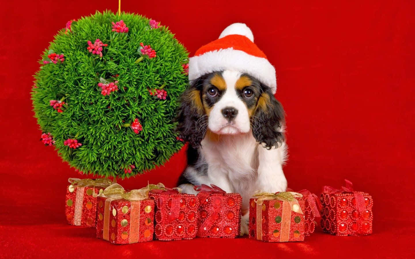 Dog Christmas King Charles Spaniel Pictures