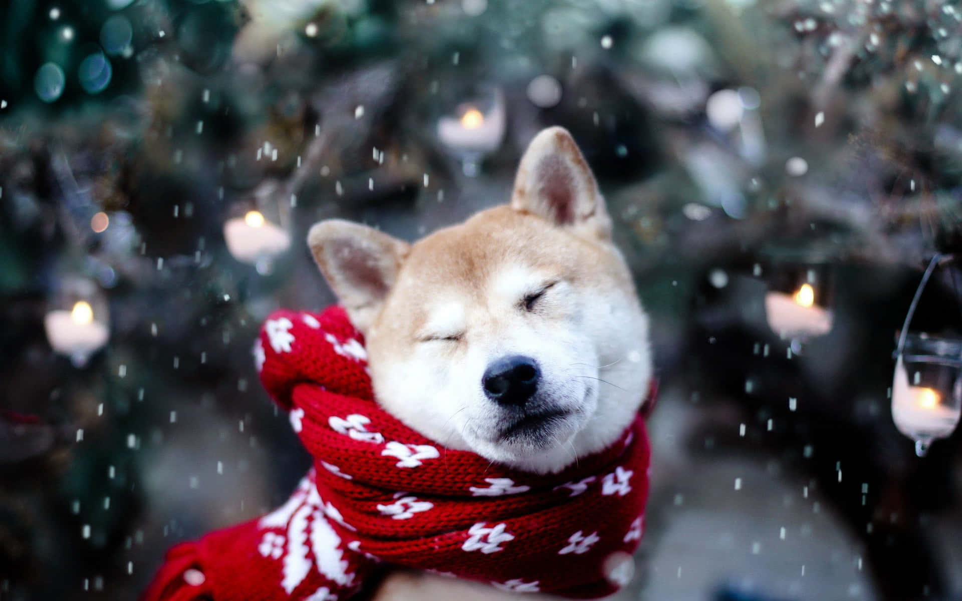 Dog Christmas Akita Red Scarf Snowing Picture