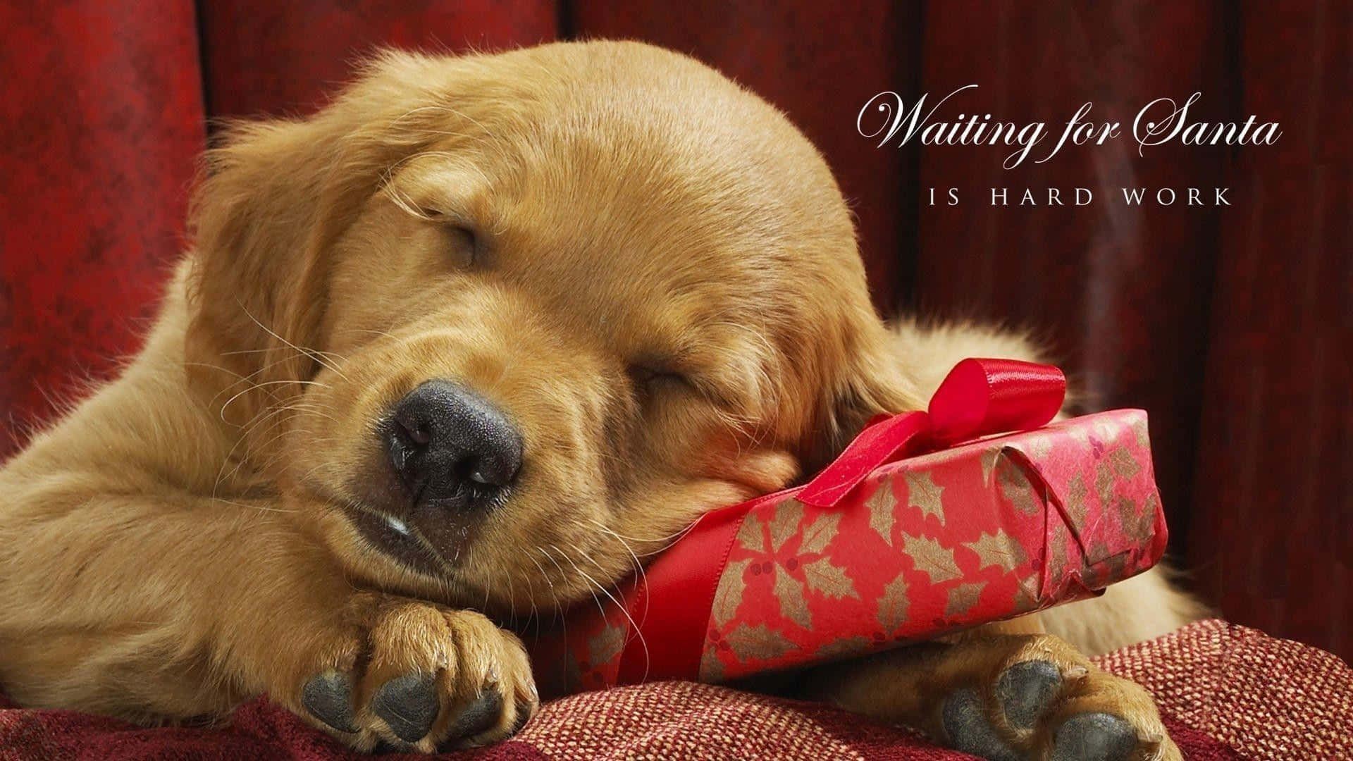 Immaginidi Un Cane Labrador Dorato Che Dorme Durante Il Natale.
