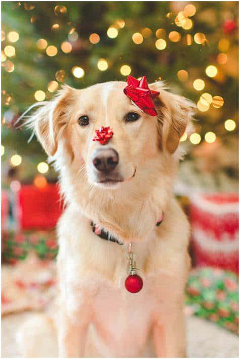 Dog Christmas Tree Cute Red Ribbon Picture