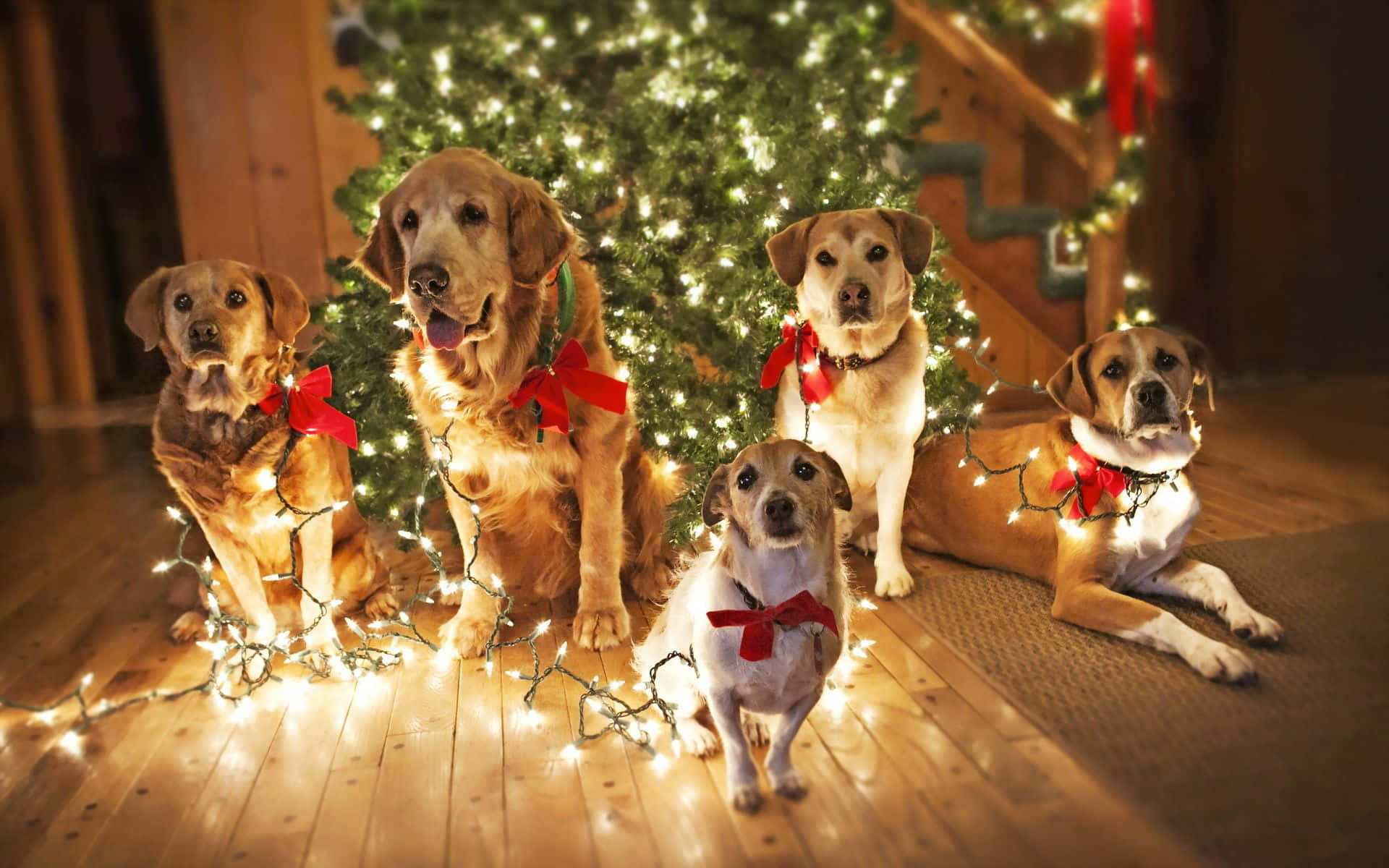 Dog Christmas Lights Wrapped Around Pets Picture