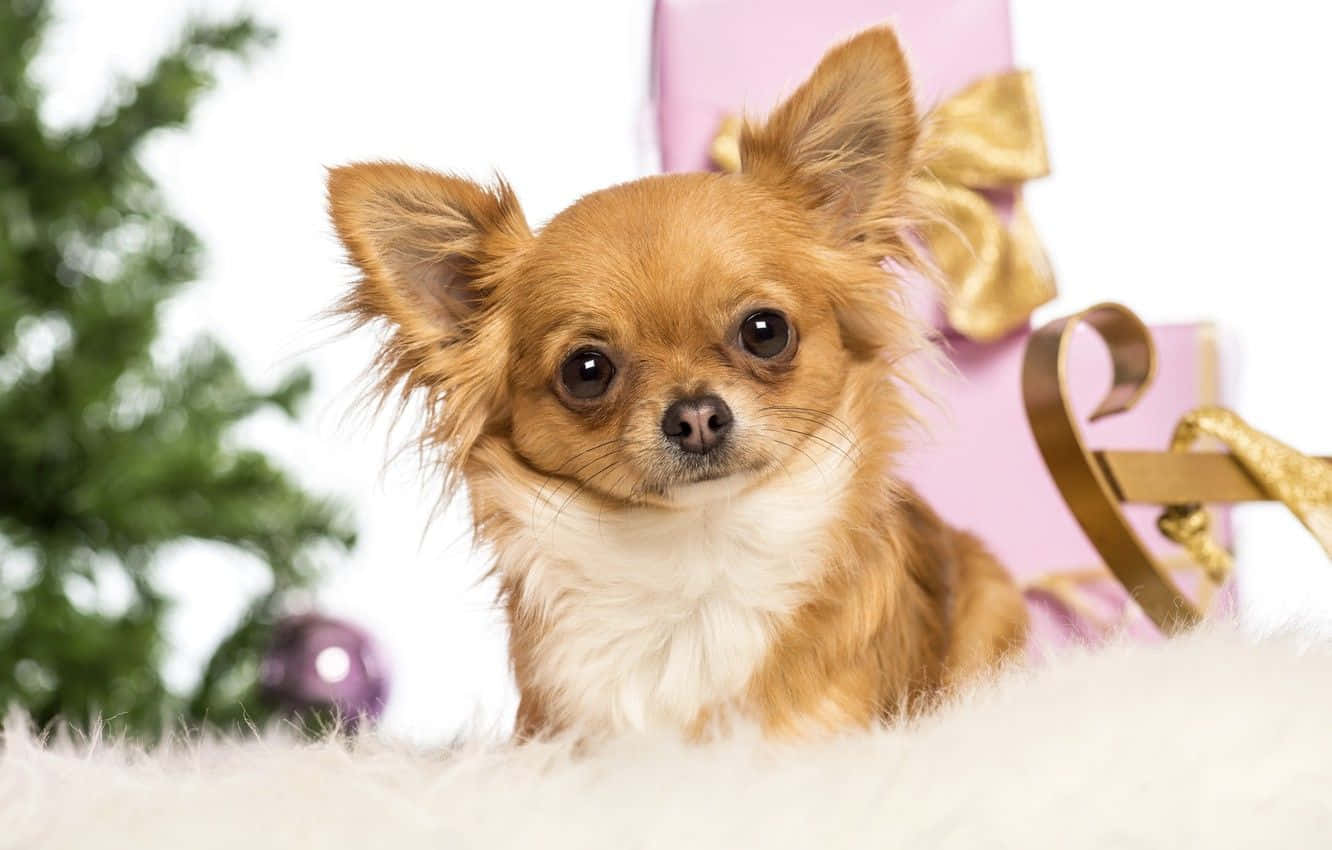 Bildervon Neugierigen Chihuahuas Mit Weihnachtlichem Hundegesicht Für Computer Oder Handy-hintergrund