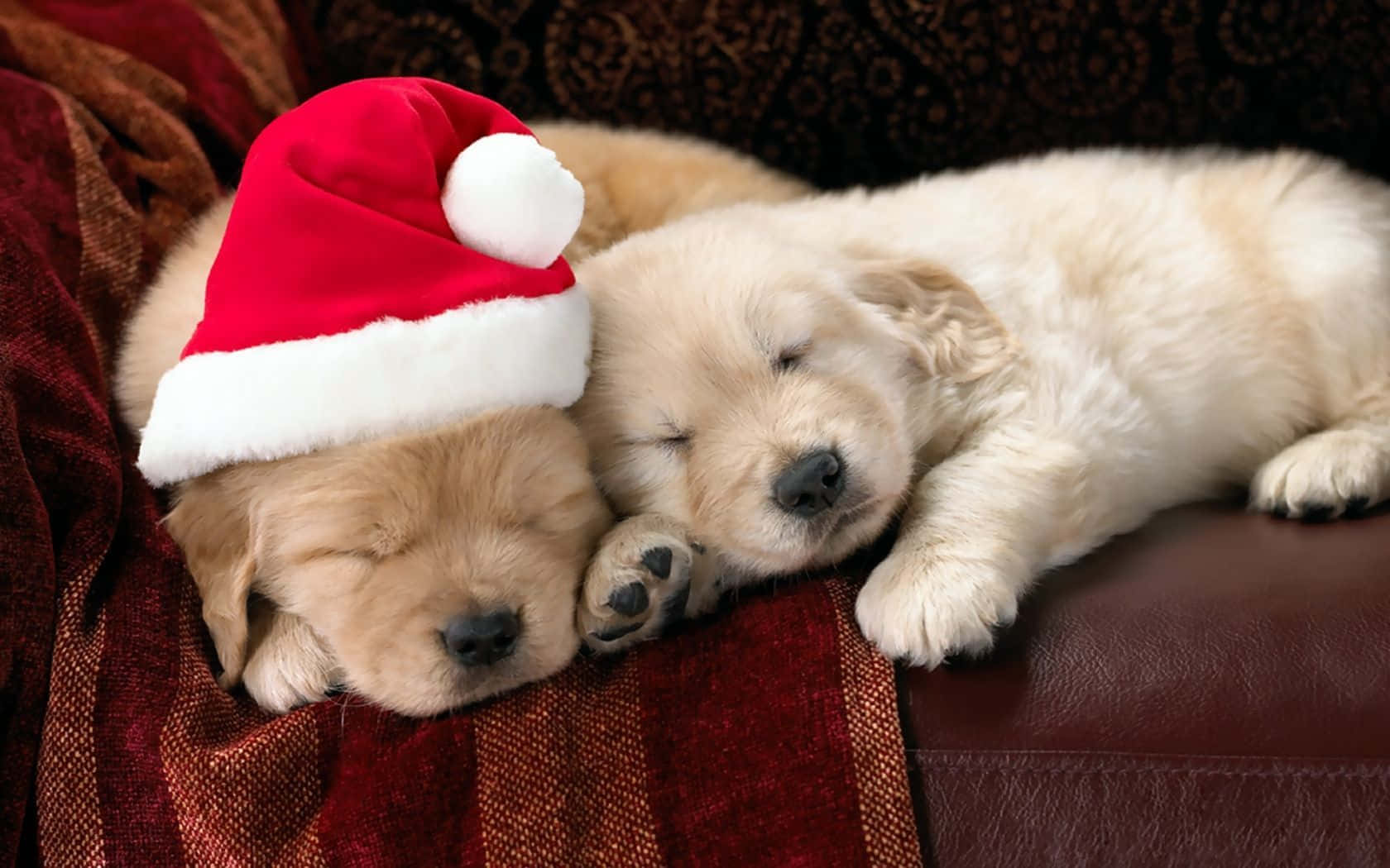 Dog Christmas Golden Retriever Puppies Sleeping Pictures