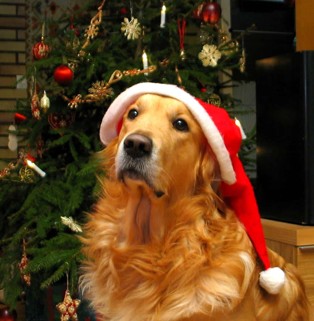 Hundeweihnachten Golden Retriever Feiertagsmützenbild