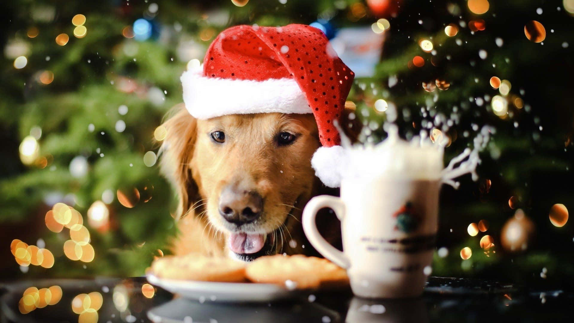Dog Christmas Golden Retriever Eggnog Biscuits Pictures
