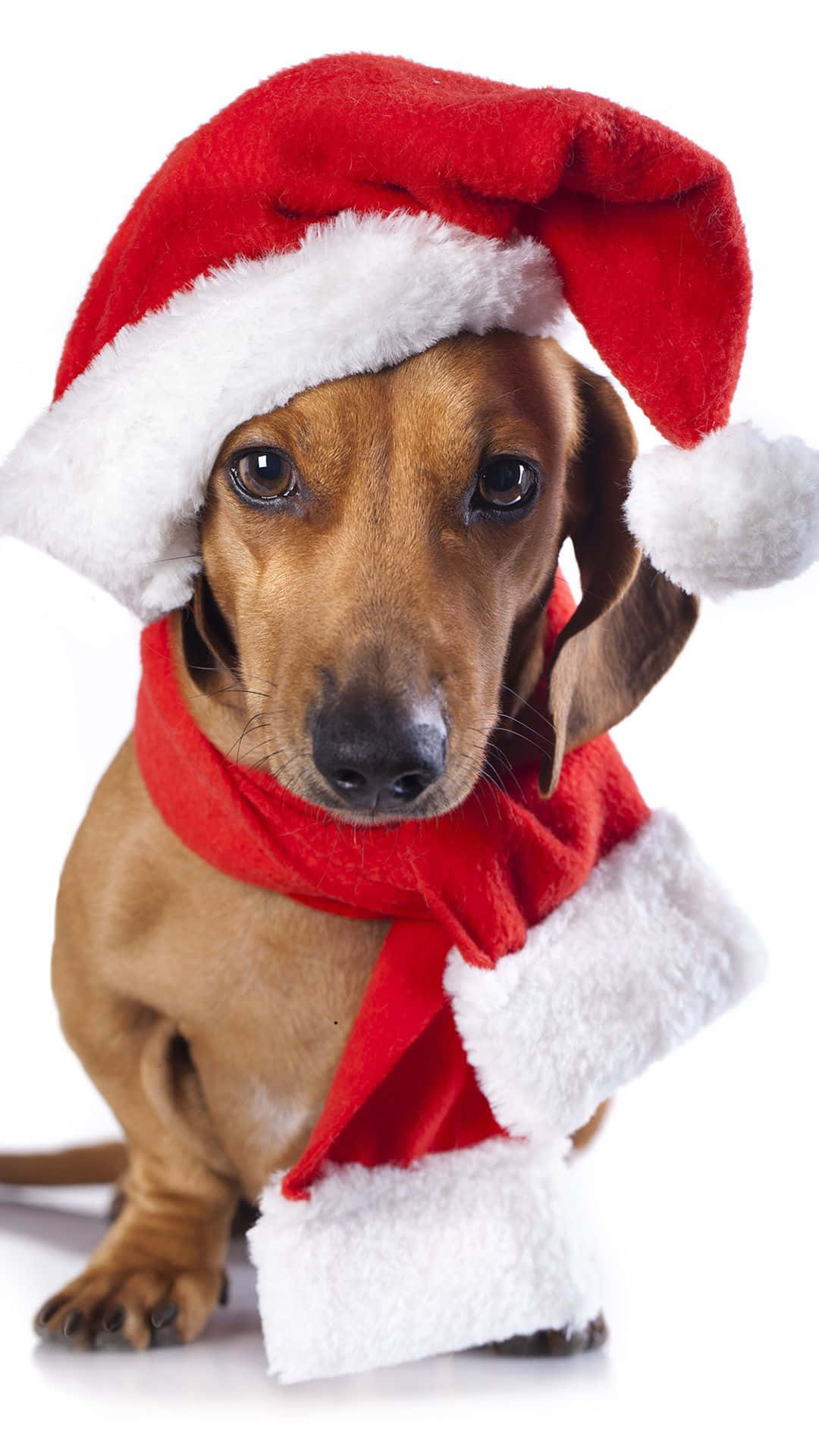 Hund jul Santa hat dachshund billeder tapet