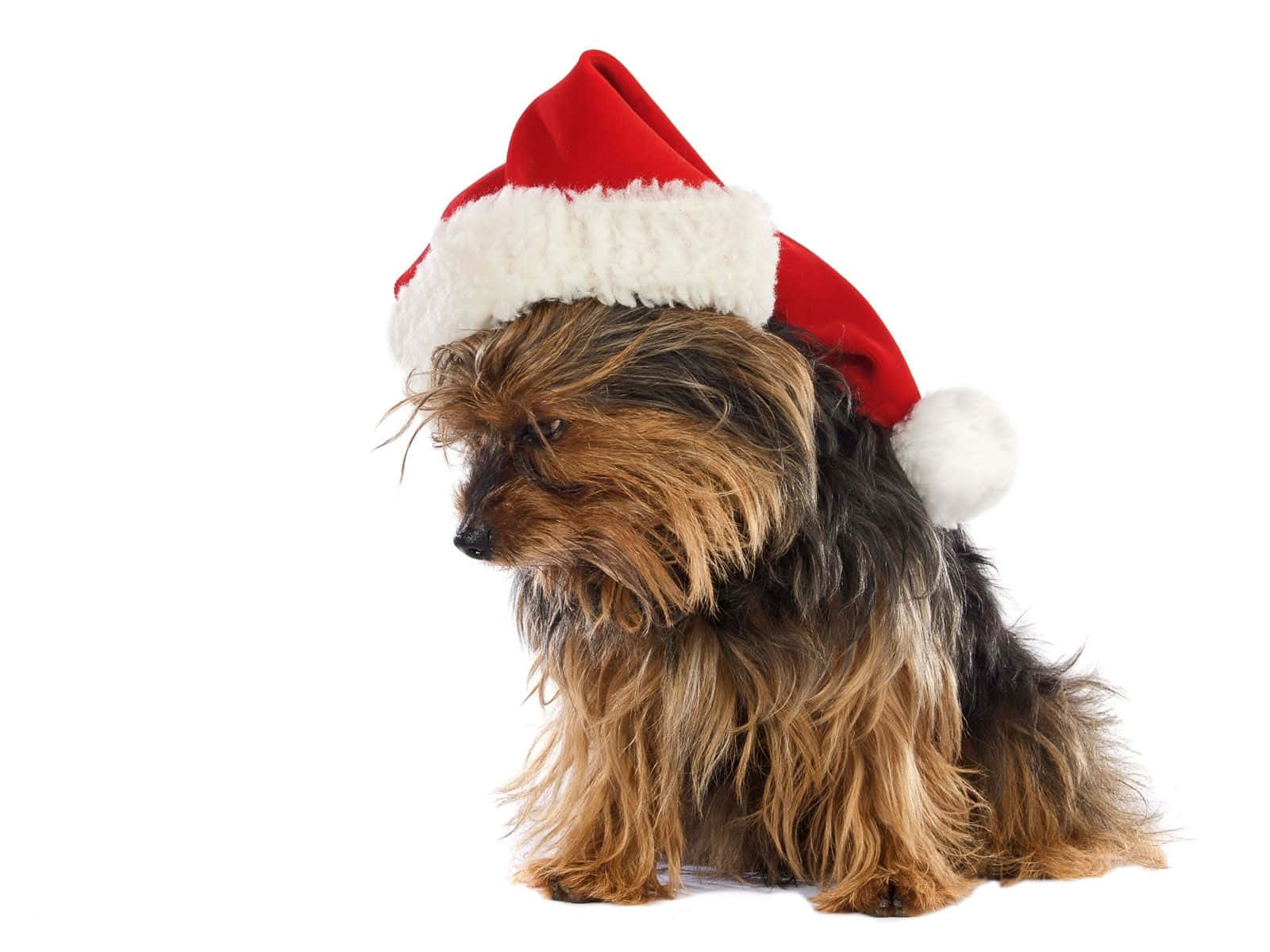 Hunde julet Yorkshire Terrier Santa Hat billeder