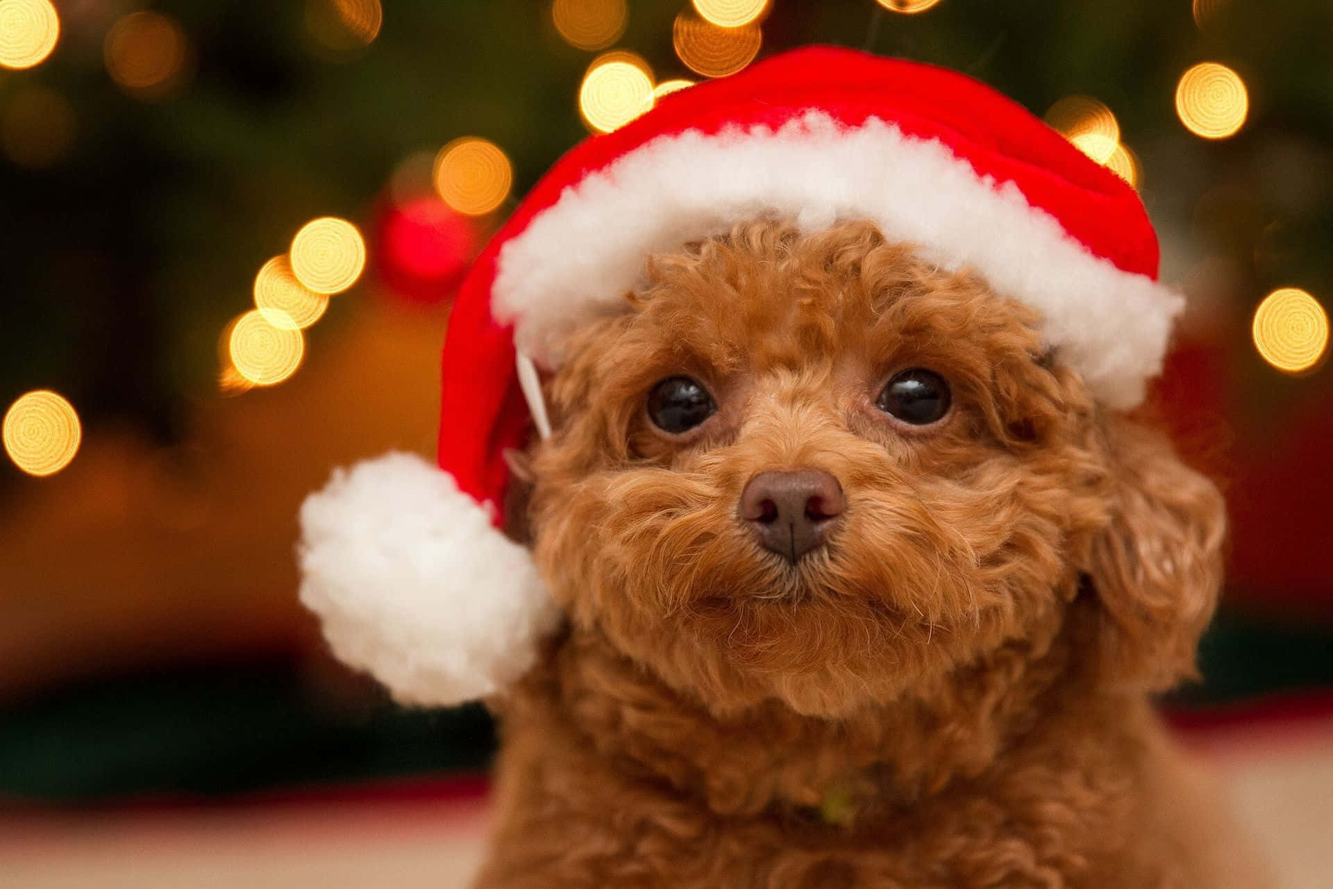Cãogolden Poodle Filhote De Natal Com Chapéu De Papai Noel Na Foto.