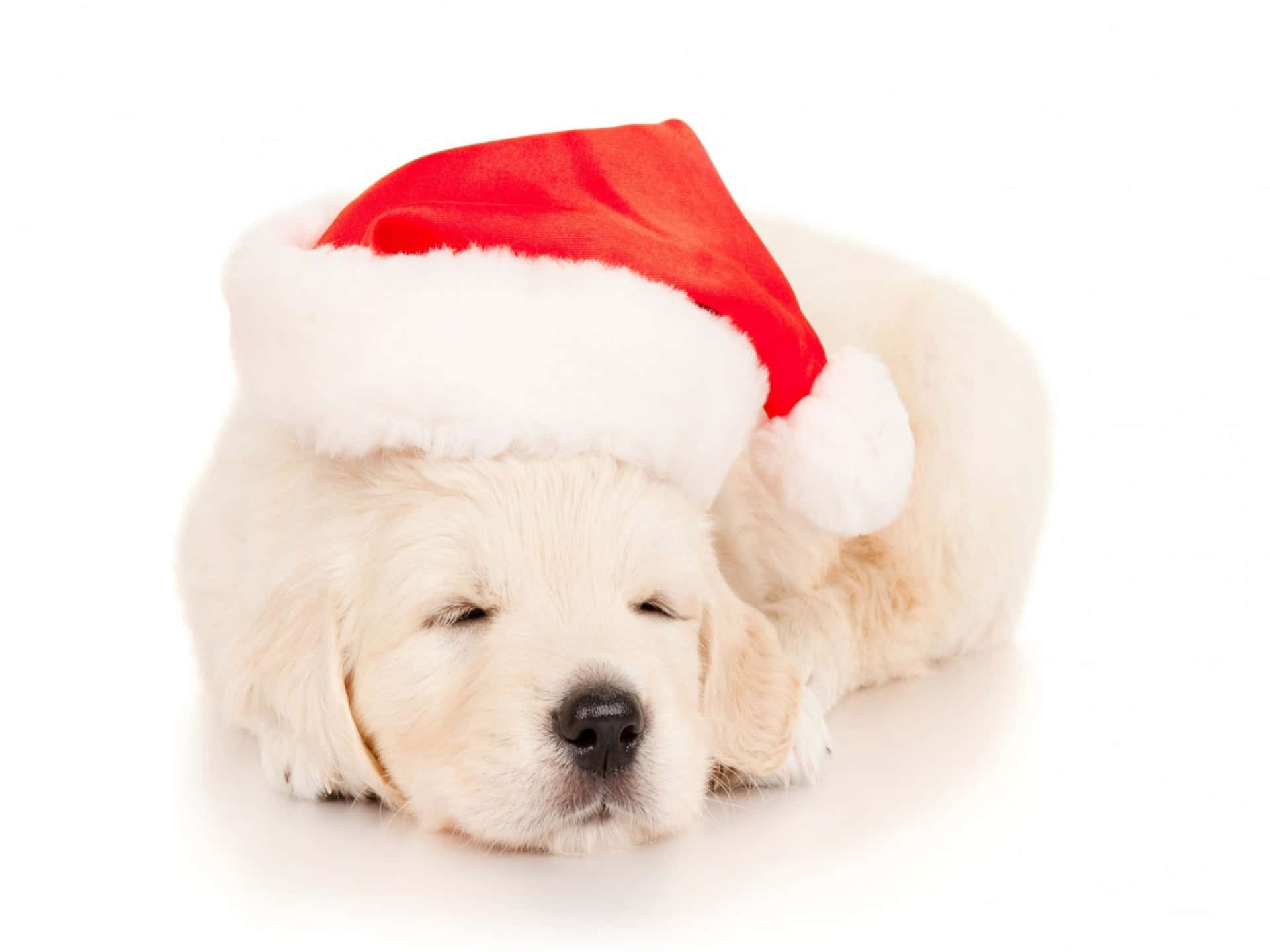 Fotodi Un Cane Labrador Bianco Con Il Cappello Di Babbo Natale Per Il Periodo Natalizio