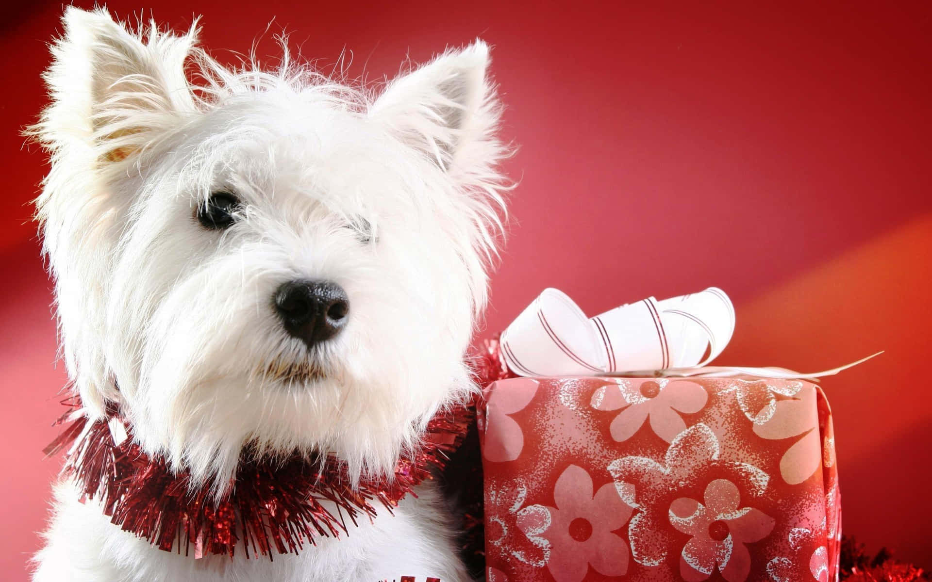 Dog Christmas White Yorkshire Terrier Picture