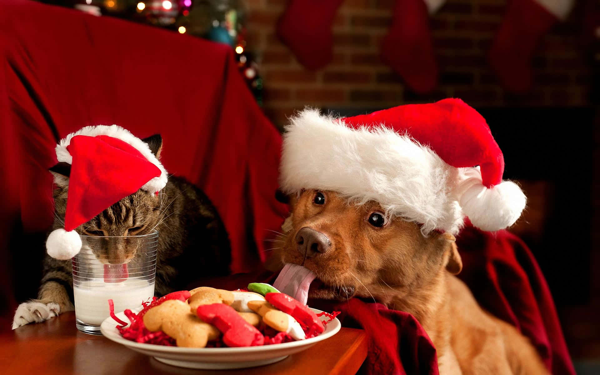 Billedudskrift af hund, julekat der spiser godbidder