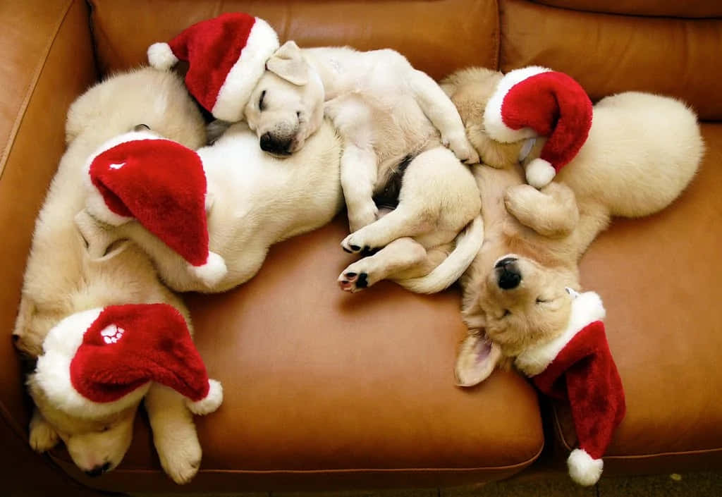 Imagende Cachorros Adorables De Golden Retriever Durmiendo En Navidad