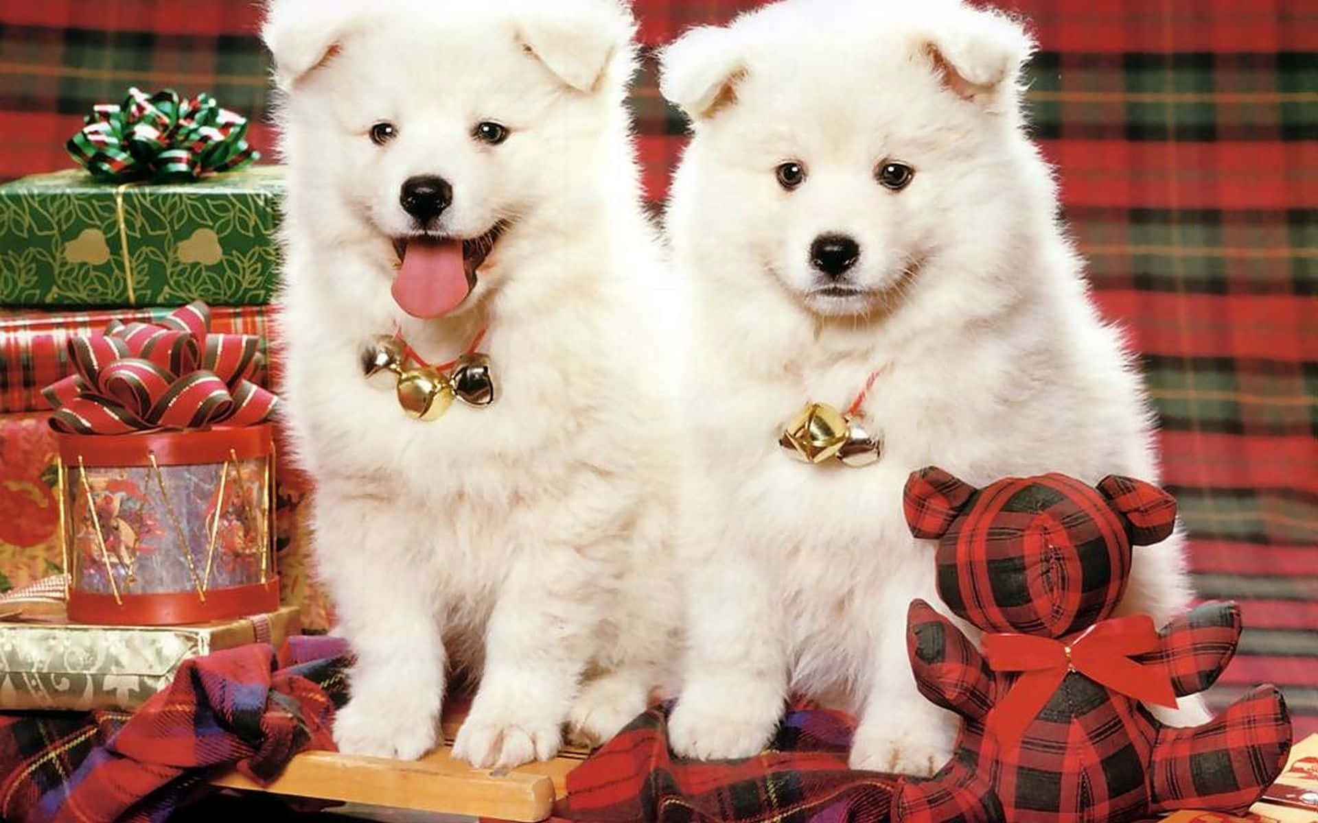 Dog Christmas Samoyed Puppies Holiday Photography Picture