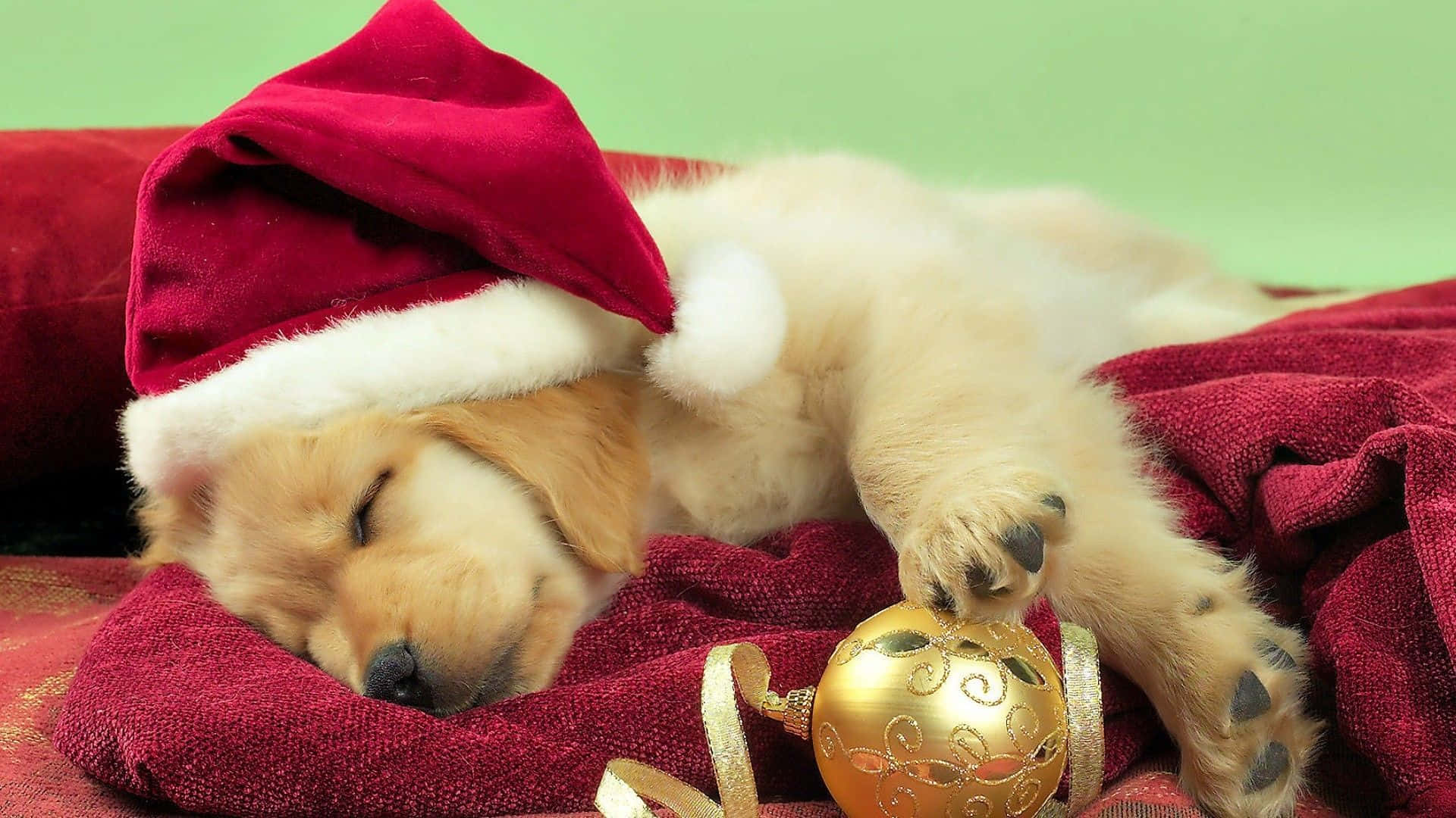 Hundschlafend Mit Weihnachtsmütze Auf Dem Kopf - Golden Retriever Bild