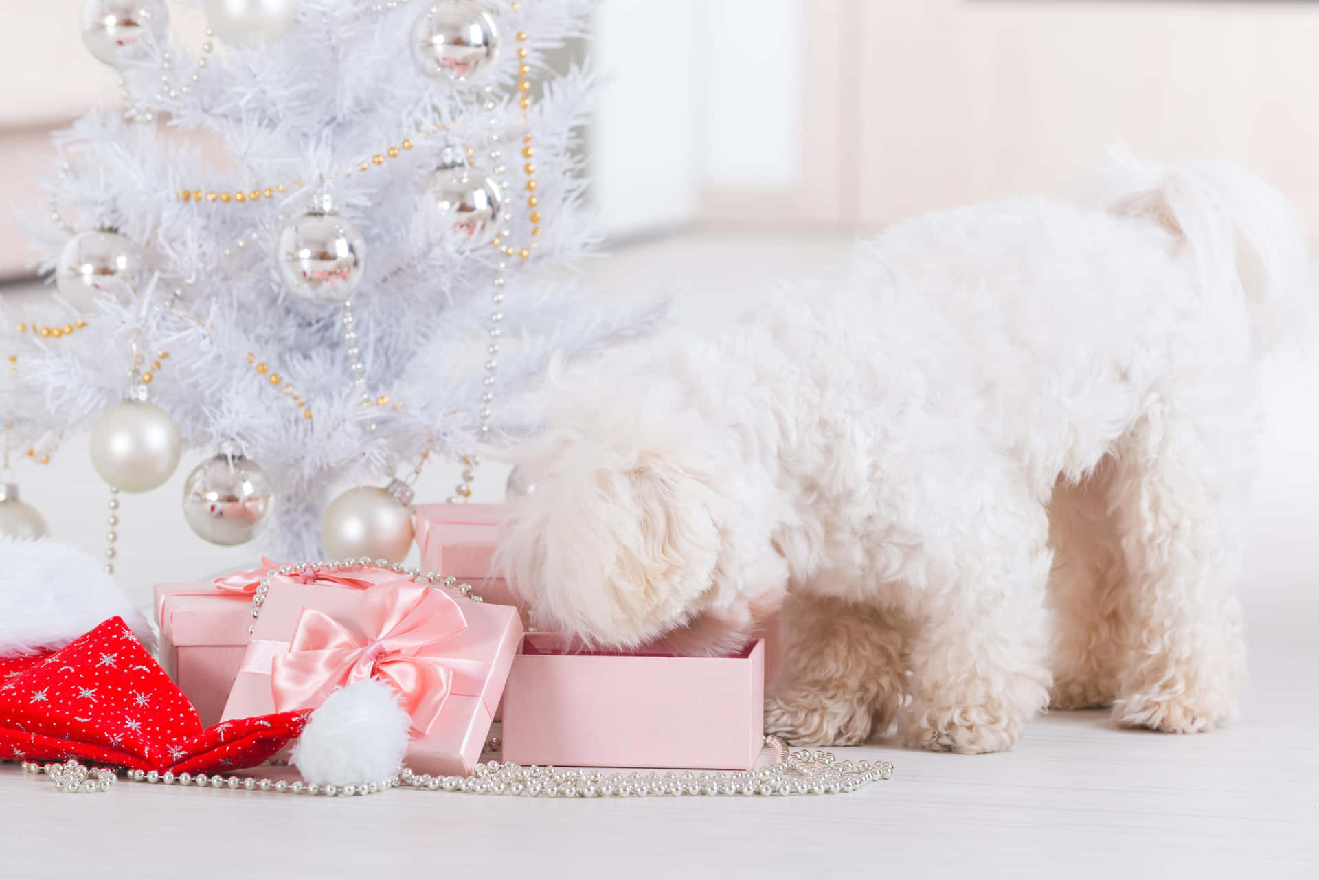 Imagemde Um Poodle Abrindo Presentes De Natal Para Colocar Como Papel De Parede Em Computador Ou Celular.
