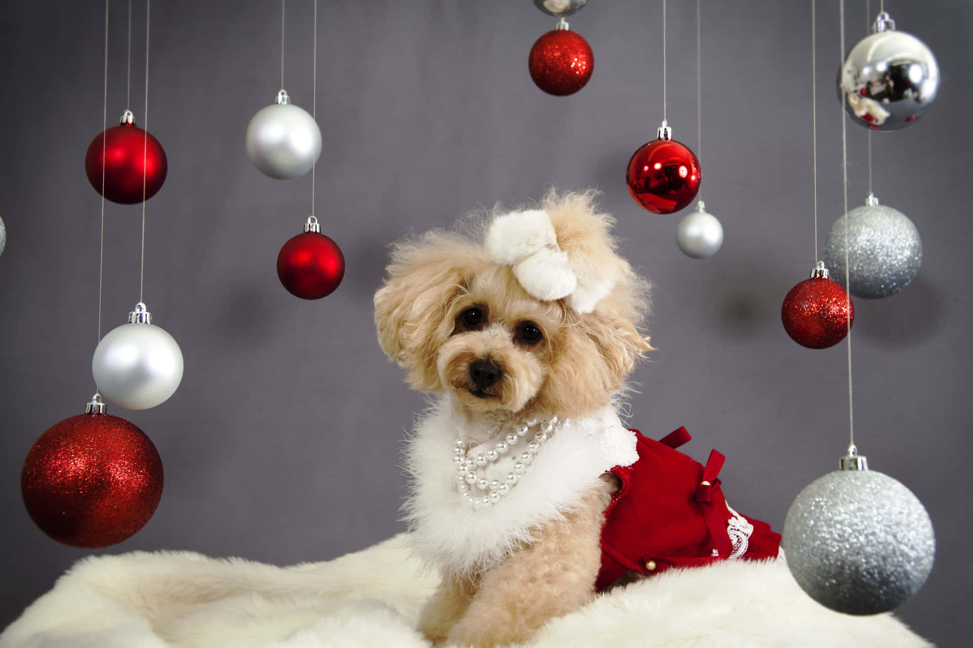 Imagende Decoración Navideña De Un Perro Poodle En Navidad.