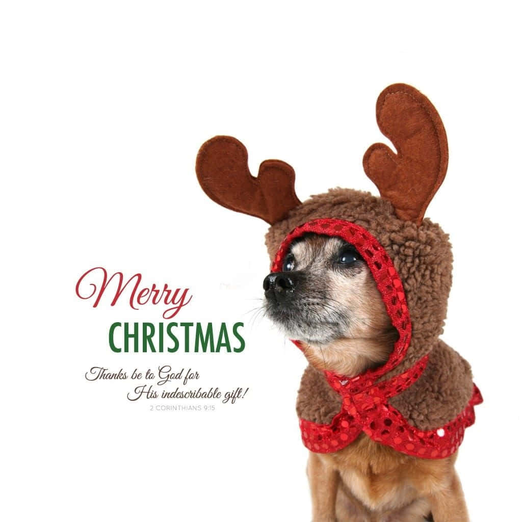 Dog Christmas Pictures 1024 X 1024 Picture