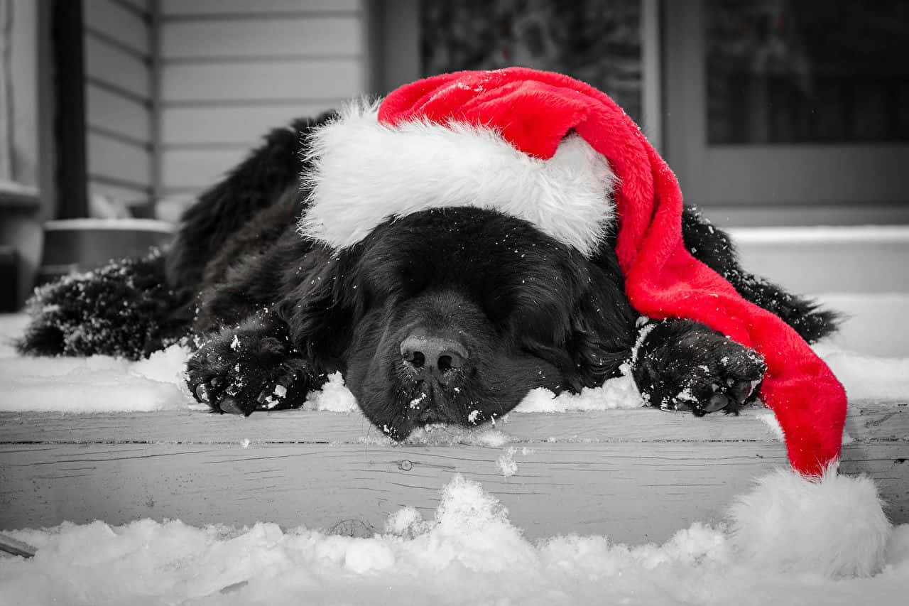 Dog Christmas Pictures 1280 X 853 Picture