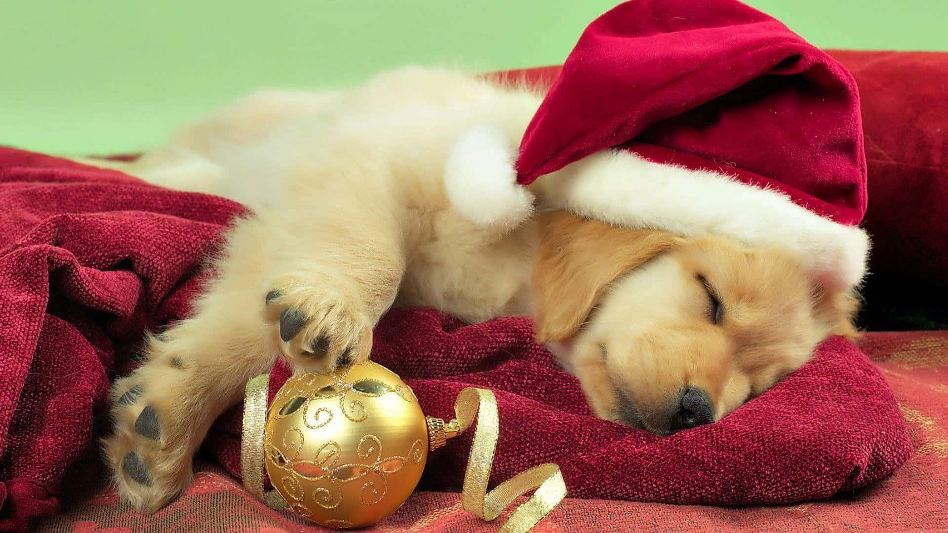 Dog Christmas Pictures 1920 X 1080 Picture