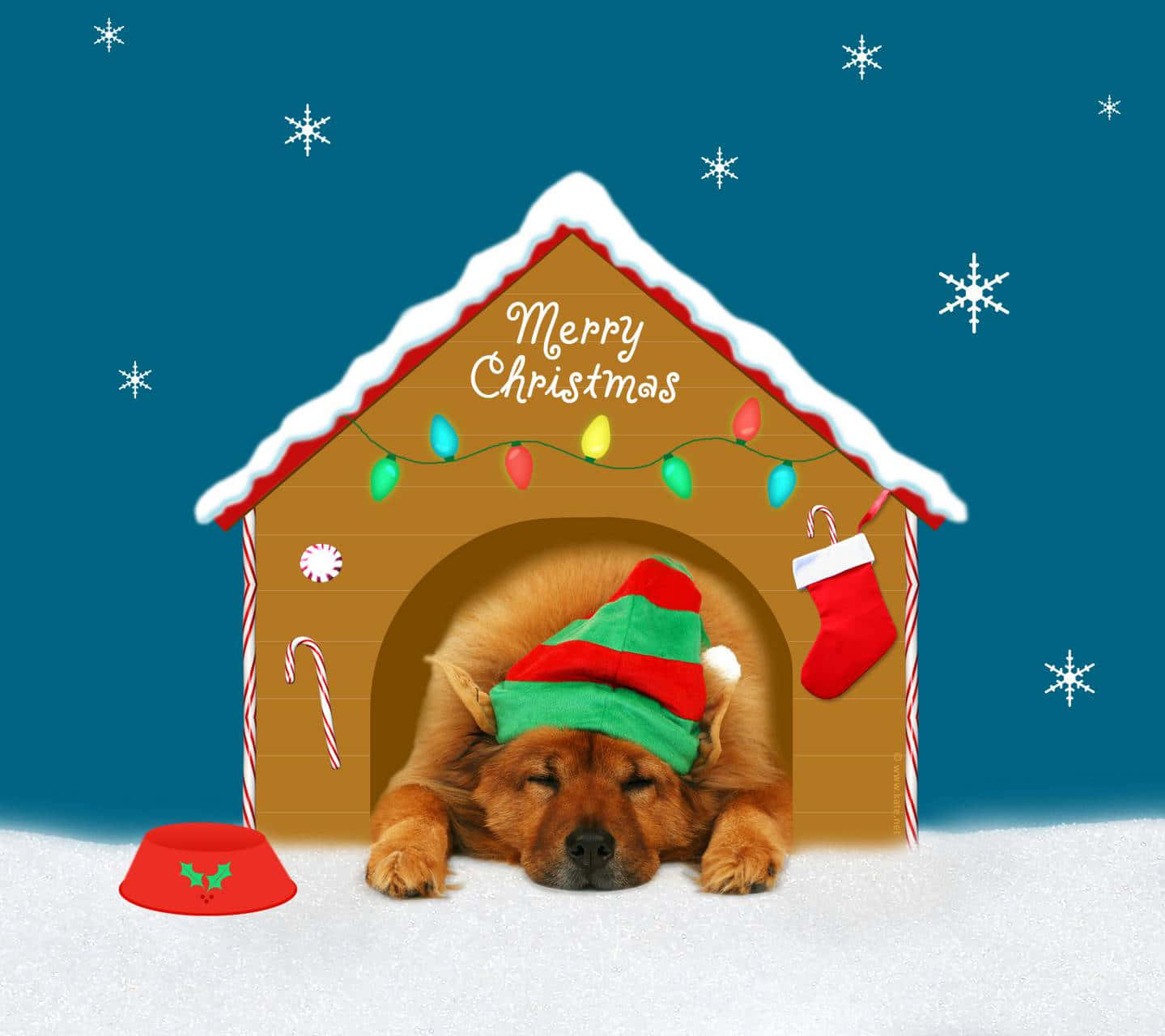 Dog Christmas Pictures 1439 X 1280 Picture