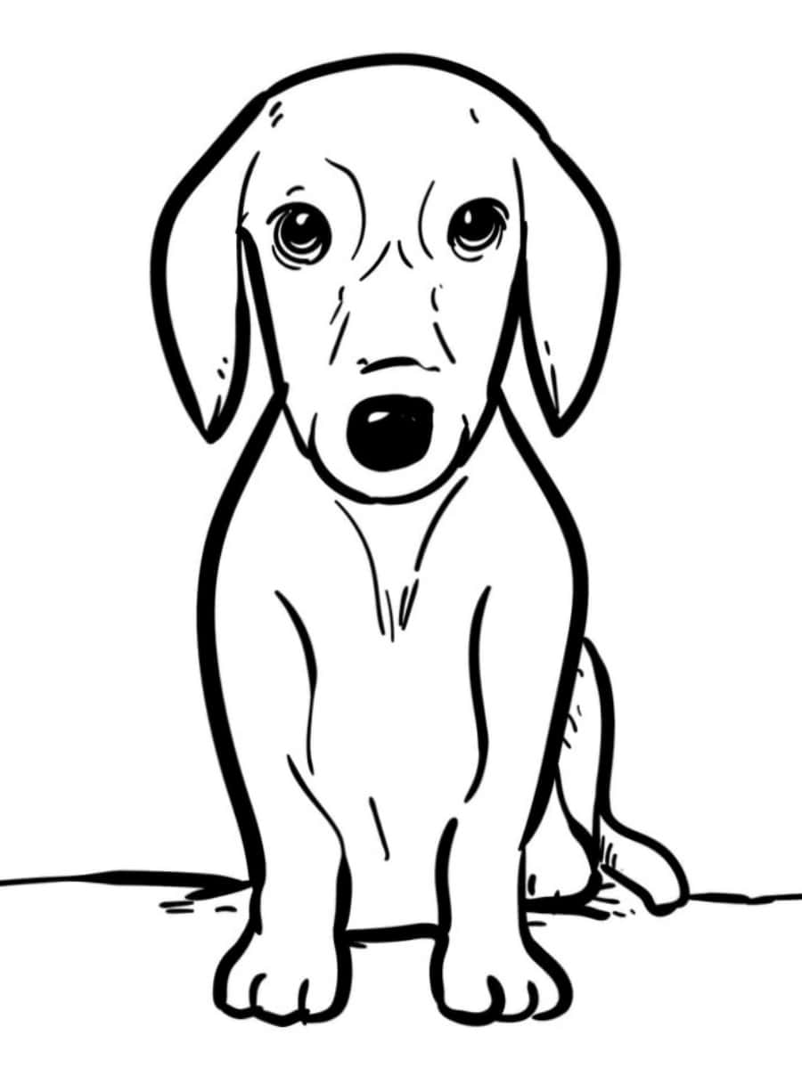 Beagle Hund Hund Farve Aktivitet Billede Tapet