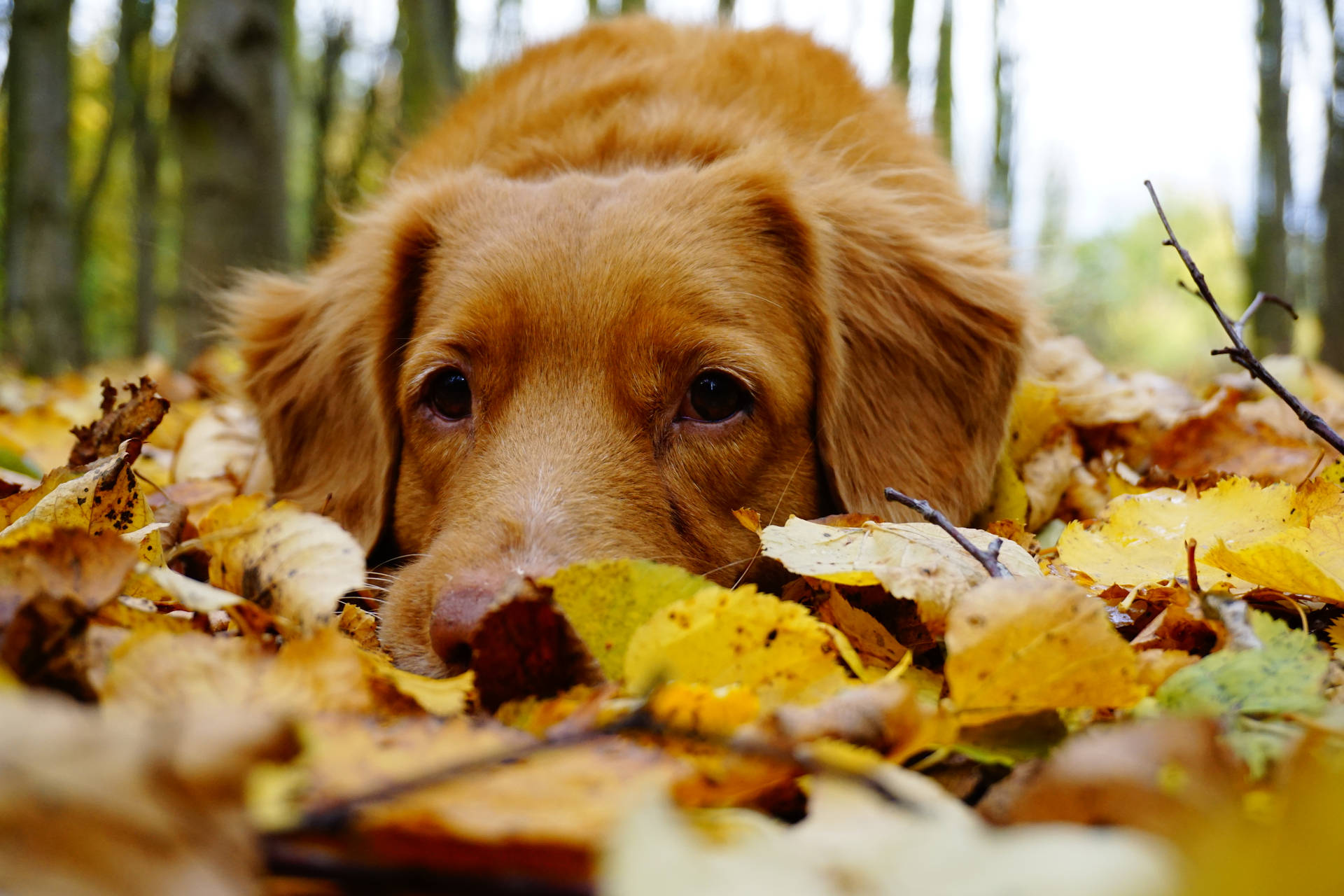 A dog enjoys the crisp autumn air. Wallpaper