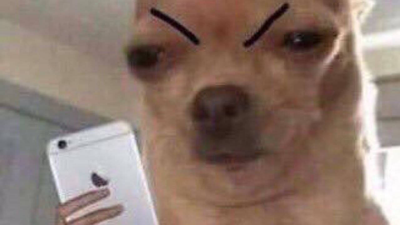 Dog Eyebrows Meme PFP Wallpaper