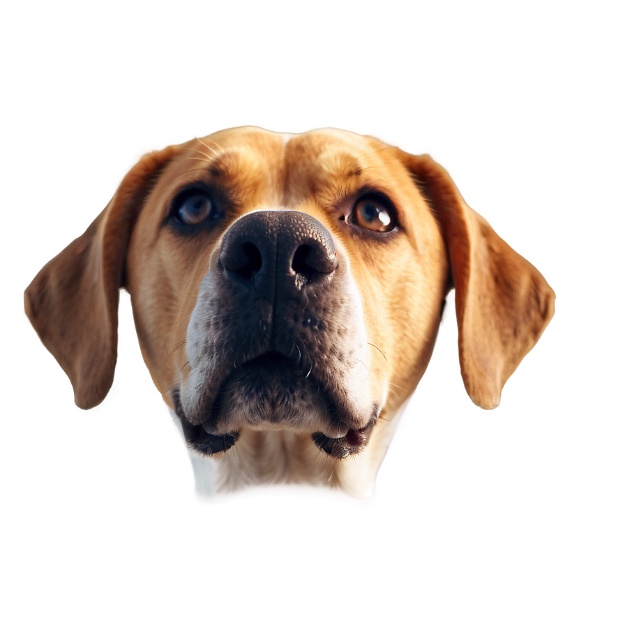 Dog Face Portrait Photo Png 06212024 PNG