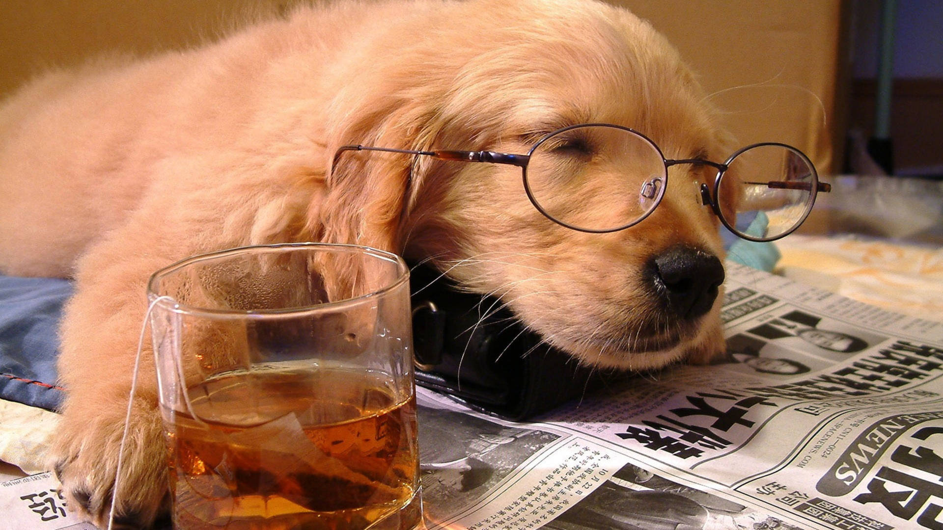 Dog Falling Asleep Newspaper