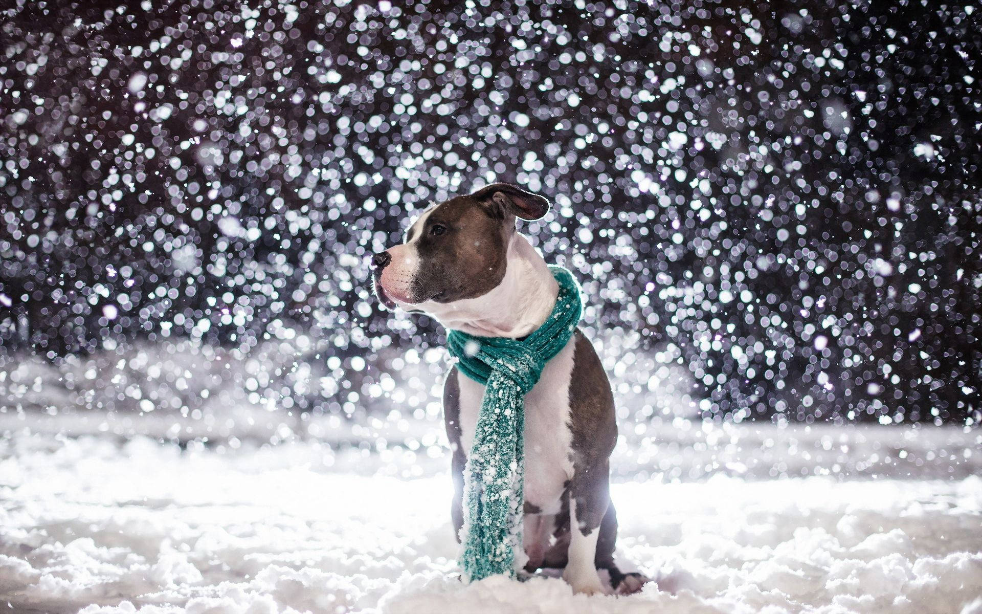 What kind of cold weather is this when you have to wear a scarf? Wallpaper